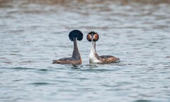 凤头僻鹈（二十九）