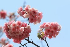 拍摄花卉一（1140）