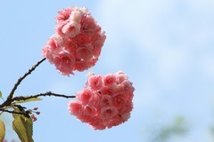 拍摄花卉一（1140）