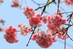拍摄花卉一（1140）