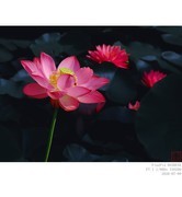 260709荷花
