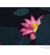 260709荷花