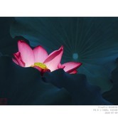 260709荷花