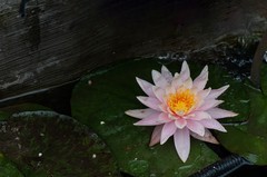 睡莲与百合