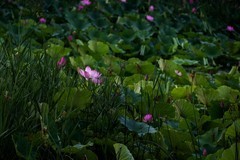 2026荷花图—(6)--平淡荷花(2)