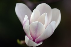 玉 兰（九）