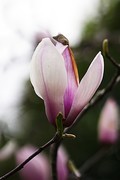 玉 兰（九）