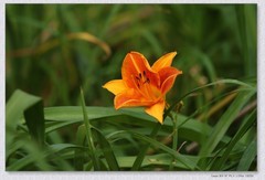 萱草花【丙午年-229】