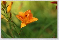 萱草花【丙午年-229】