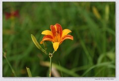 萱草花【丙午年-229】