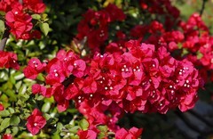 三角梅 (3)