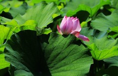 荷花 (20)