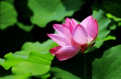 荷花 (20)