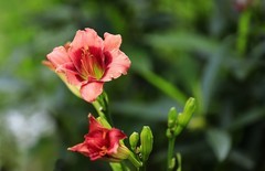 萱草花 (13)