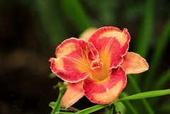 萱草花 (13)