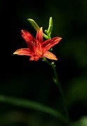 萱草花 (13)