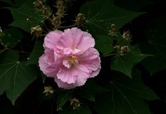 2026花卉植物赏析———芙蓉花【1】