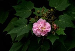 2026花卉植物赏析———芙蓉花【1】