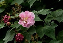 2026花卉植物赏析———芙蓉花【1】