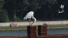 悠悠白鹭
