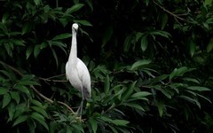 [26315] 晓港湖的白鹭（完）