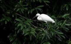 [26315] 晓港湖的白鹭（完）