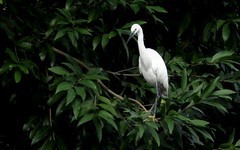 [26315] 晓港湖的白鹭（完）
