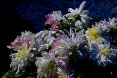 晚秋赏菊——趵突泉菊展随拍