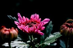晚秋赏菊——趵突泉菊展随拍