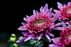 晚秋赏菊——趵突泉菊展随拍