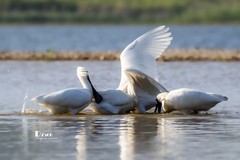 庄河鹭泊湖（49）