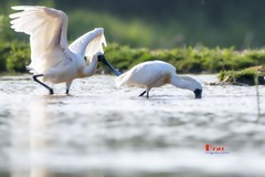 庄河鹭泊湖（49）