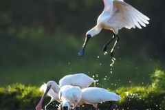 庄河鹭泊湖（49）