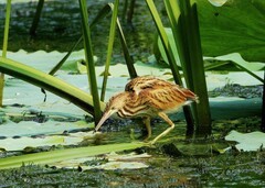 黄尾鳽幼鸟（41）