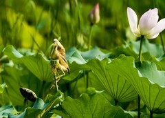 黄尾鳽幼鸟（41）