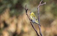 小黄雀（四十六）