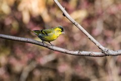 小黄雀（四十六）
