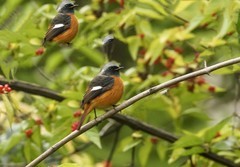 北红尾鸲（13）