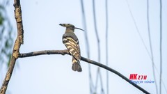 三一八公园里的戴胜（3）