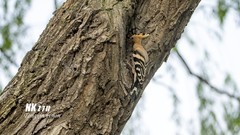 三一八公园里的戴胜（3）