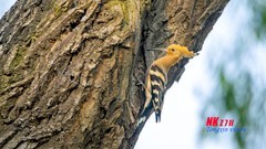 三一八公园里的戴胜（3）