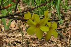 【镜头里】第1643号：朵朵花开迎春来（二）