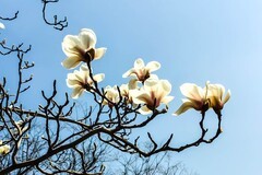 【镜头里】第1643号：朵朵花开迎春来（二）