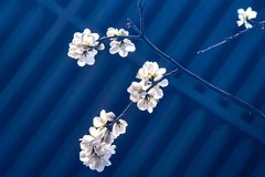 【镜头里】第1643号：朵朵花开迎春来（二）