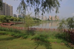 松雅湖湿地公园--1