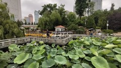 雨 中 劳 动 公 园