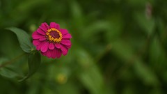 小花儿朵朵