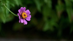 小花儿朵朵