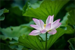 2026年第0465贴 -夏日荷花开（0710）