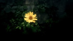 16:9原乡.奥伦达风光片